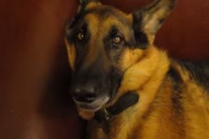 Овчарке приснился страшный сон
