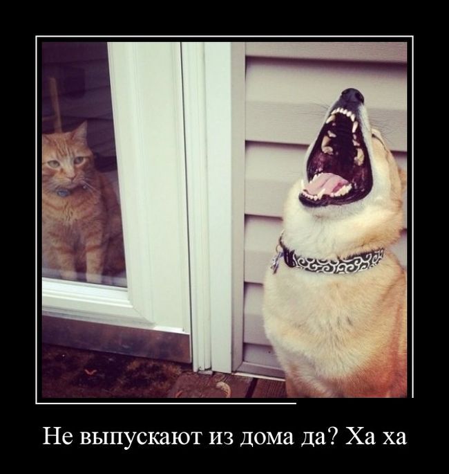Сборник демотивационных приколов