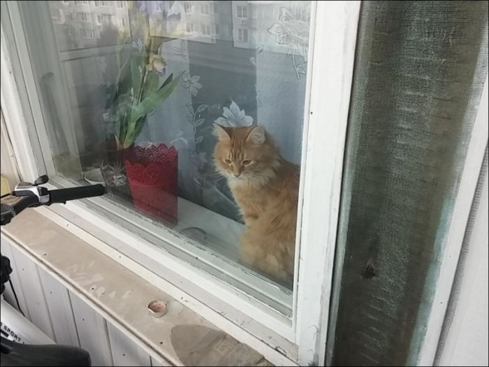 Кот закрыл хозяина на балконе