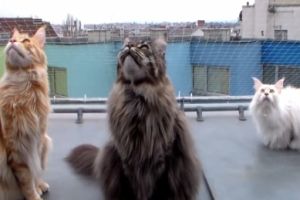 Коты обращаются к небу
