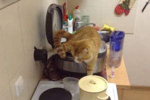 Кот вообще обнаглел