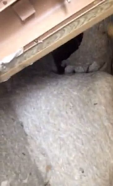 Осиное королевство в микроавтобусе