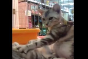 Кот, который хочет стать массажистом