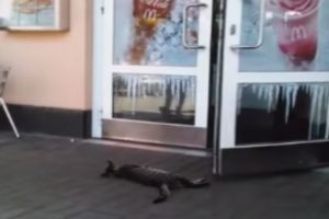 Кот, которому все ни по чем
