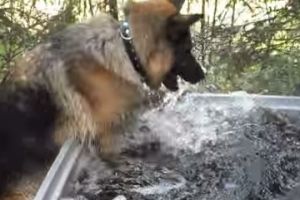 Вот оно, собачье счастье