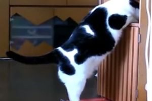Когда кота слишком много