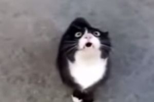 Кот ищет детонатор