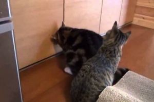 Ограбление по-котячьи