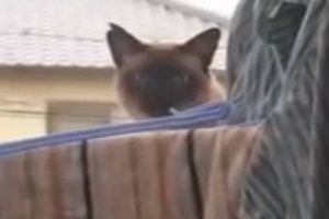 Кот забыл одеть парашют