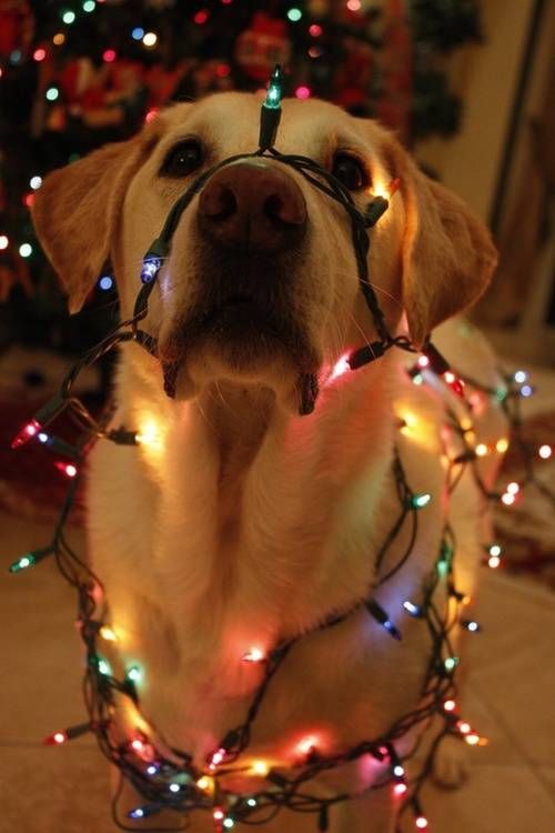 Скоро Новый год!