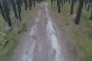 Повстречал мишку в лесу