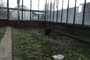 Вот это каскадер!