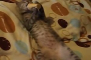 Кот, который обожает мороженное