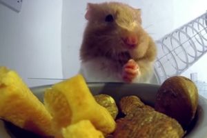 Вместительность щек хомяка