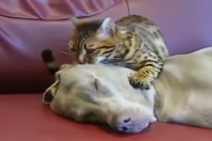 Релакс массаж от кота
