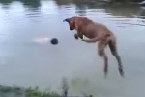Пес спешит спасать своего хозяина