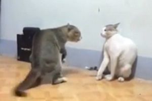 MORTAL KOMBAТ по-кошачьи