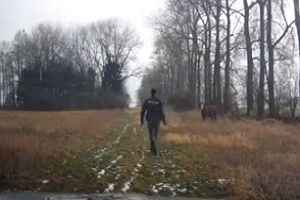 Корова прогнала полицейского