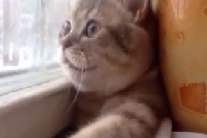 Коты, которым нужна перезагрузка системы