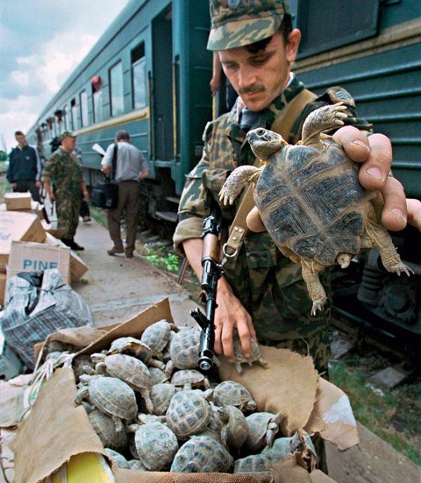 Провалы контрабандистов