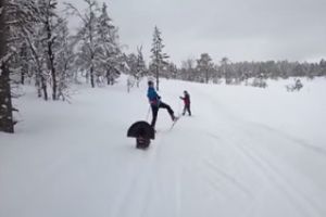 Глухарю не понравились лыжники