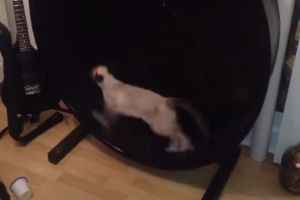 Кошачье колесо