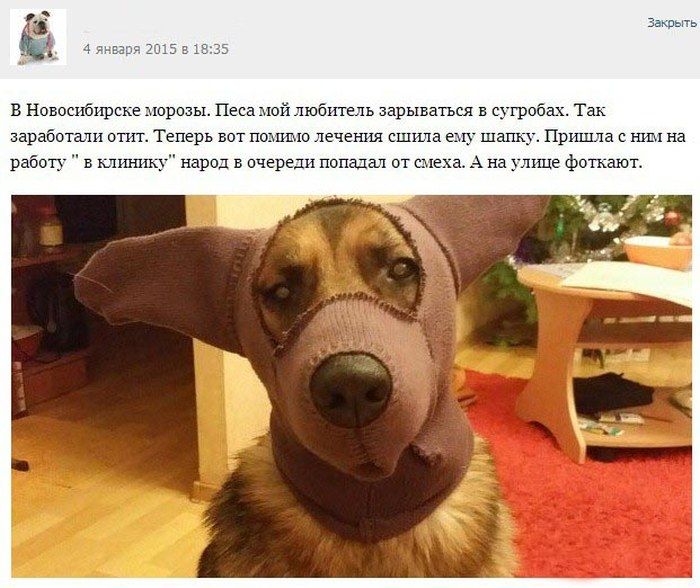 Забавные истории ветеринаров