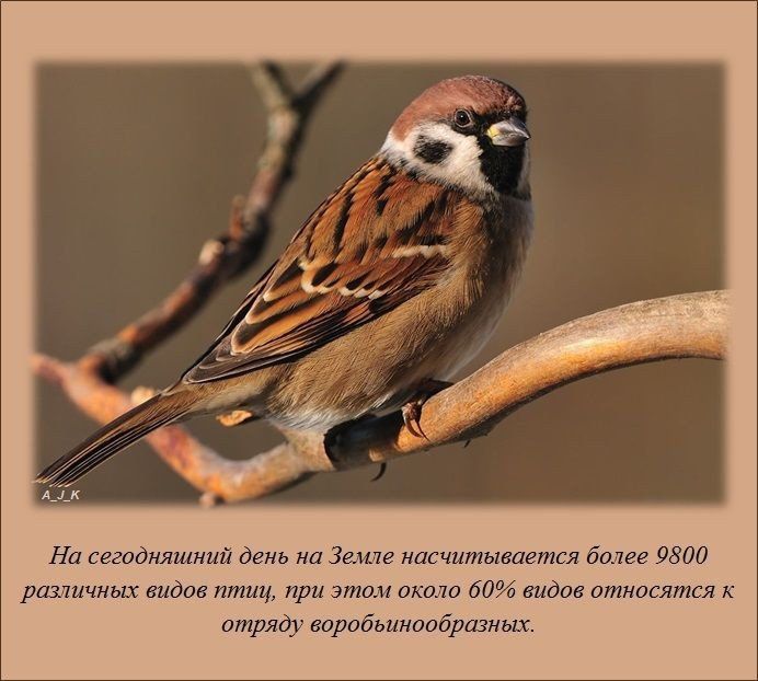 Интересные факты обо всём