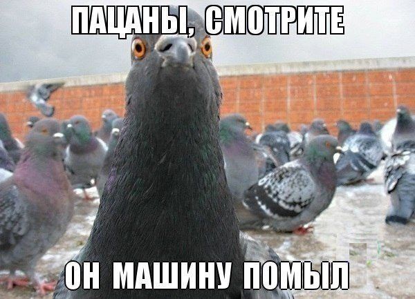 Прикольные фразы в картинках