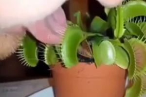 Проба вазона на вкус