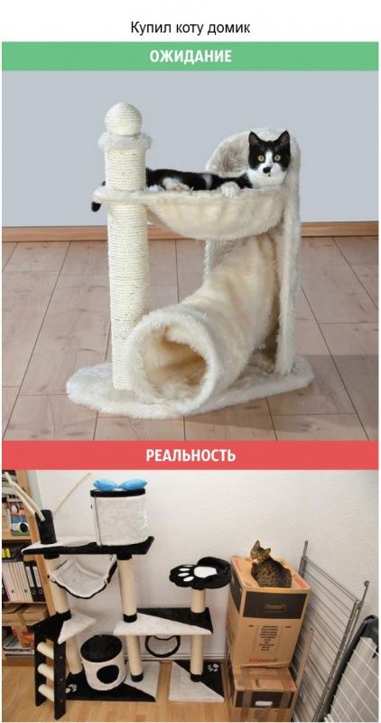 Непредсказуеые коты