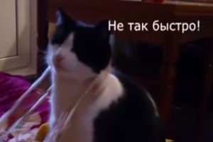 Массаж для котов
