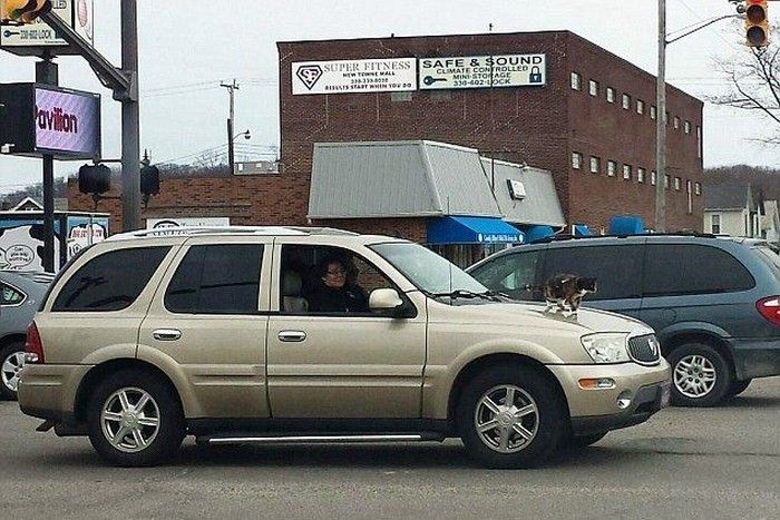 Забавный способ выгуливания питомца
