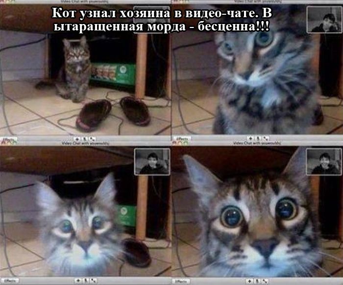 Уморительные фотоприколы