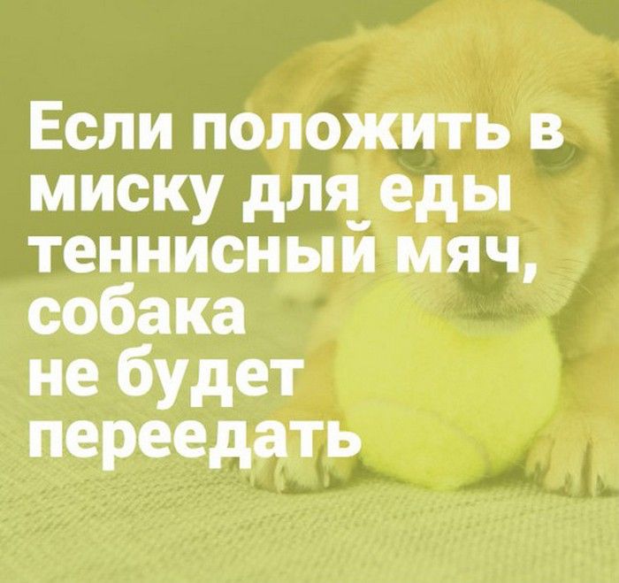 Советы у кого есть собаки