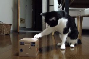 Занятие для кота