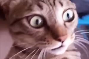 Кота несет