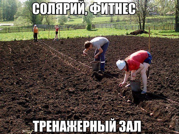 Прикольные фразы в картинках