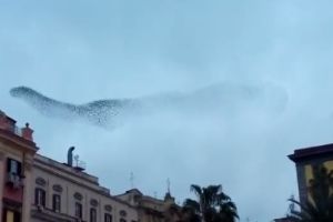 Птичье представление в небе