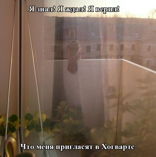 Веселая подборка фотоприколов