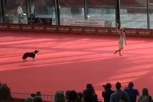 Грамотное выступление женщины с собакой