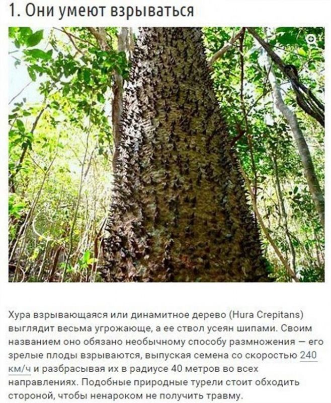 Интересные факты о деревьях