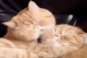 Страстный поцелуй по-кошачьи