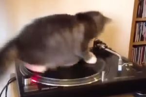 Прикольные коты