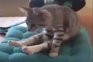 Кот тоже хочет заниматься йогой