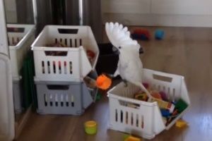 Попугай кричит в крышку