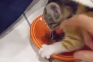 Этому котенку нужно много еды