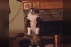 Еще один смотровой кот