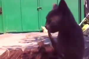 Ящерица напала на кота