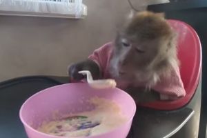 Обезьянка ужинает